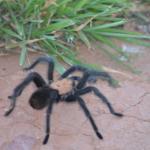 OTRA2014CN_0075 (August 24, 2014)